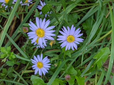 勝手に花言葉 徒然なるままに 21年09月