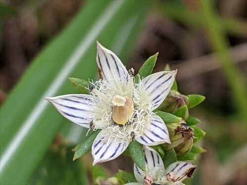 ブリッと由布界隈 勝手に花言葉 徒然なるままに