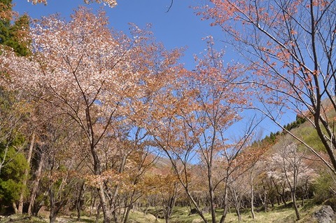 桜(朽網分かれ20190421)6