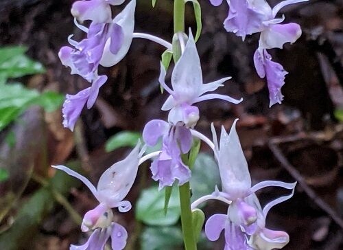 間に合った夏海老根 菊池渓谷 勝手に花言葉 徒然なるままに