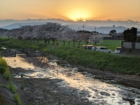 桜(草場川20210322)No1_R