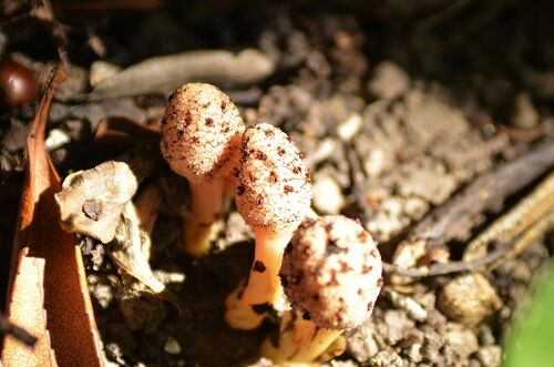 キノコじゃないよ 伊王島 勝手に花言葉 徒然なるままに