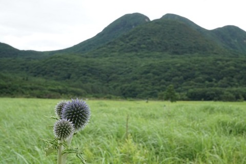 タデ原湿原20200723No99