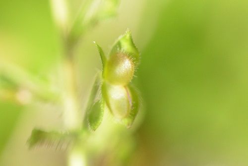 オオイヌノフグリ 勝手に花言葉 徒然なるままに