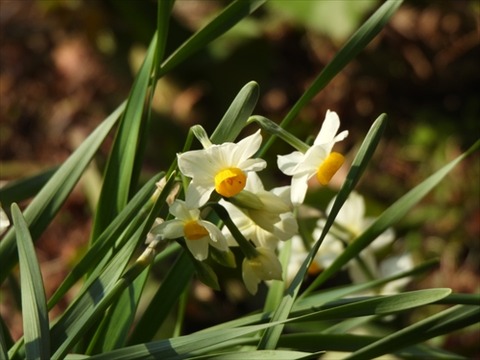 福智山ろく花公園20230208No2_R