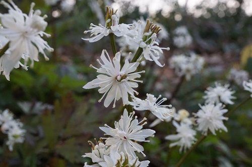 セリバオウレン (四王寺山 雪割） : 勝手に花言葉 徒然なるままに