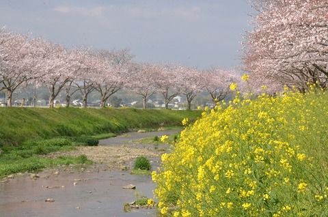 桜(草場川20190331)4