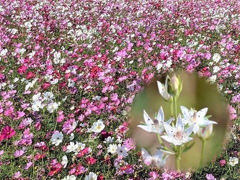 三光コスモス園