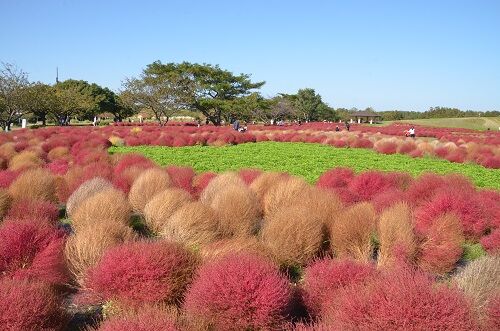 勝手に花言葉 徒然なるままに 年10月18日
