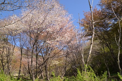 桜(朽網分かれ20190421)1