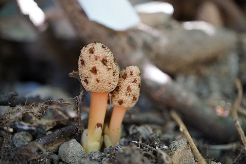 キイレツチトリモチ 勝手に花言葉 徒然なるままに