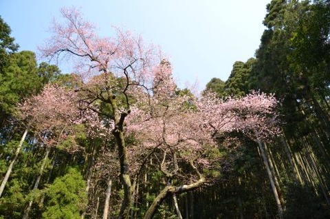 虎尾桜20120408No06