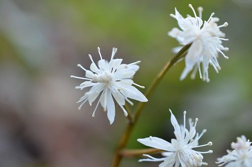 セリバオウレン (四王寺山 雪割） : 勝手に花言葉 徒然なるままに