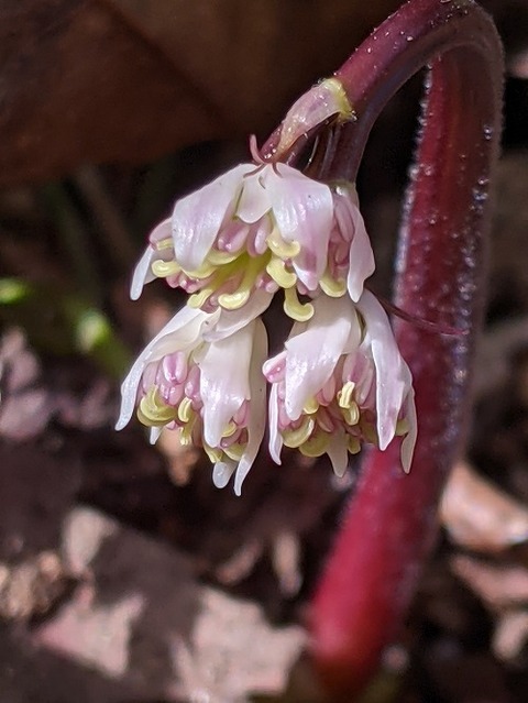 勝手に花言葉 徒然なるままに 四王寺山