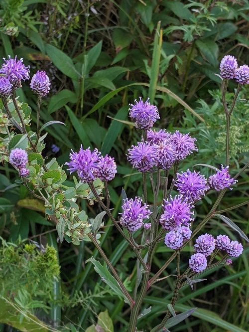 ブリブリウメちゃん 平尾台 勝手に花言葉 徒然なるままに