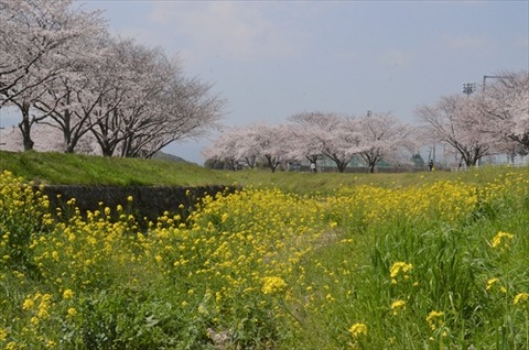 桜(草場川20210323)No0010_R