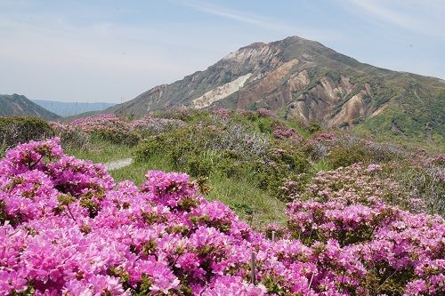 阿蘇 ミヤマキリシマ 勝手に花言葉 徒然なるままに