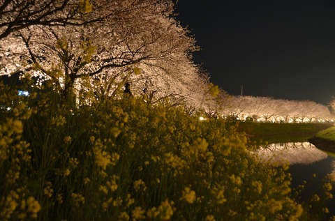 桜(草場川2018)夜景