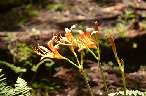 猪の瀬戸湿原 オオキツネノカミソリ 勝手に花言葉 徒然なるままに 猪の瀬戸湿原 オオキツネノカミソリ 勝手に花言葉 徒然なるままに