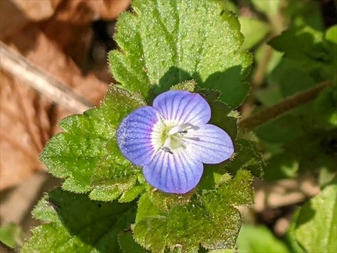 勝手に花言葉 徒然なるままに