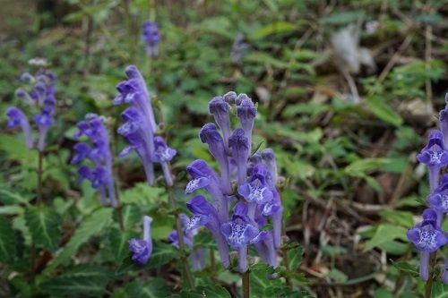 カマーネック 山野の妖精シリーズ 勝手に花言葉 徒然なるままに