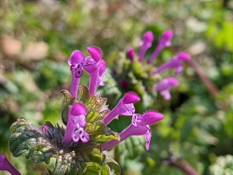 勝手に花言葉 徒然なるままに