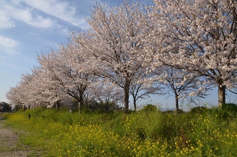 桜(花立山20200404)No2