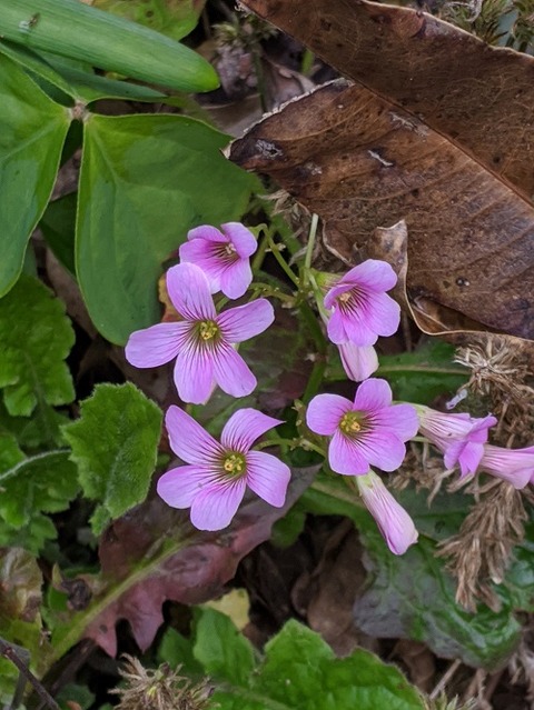 花立山20191229No16