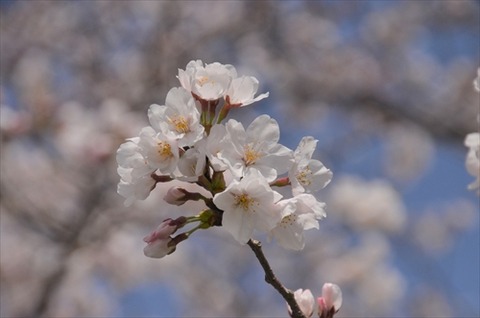 桜(草場川20210323)No0012_R