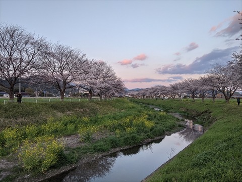 桜(草場川20210322)No12_R