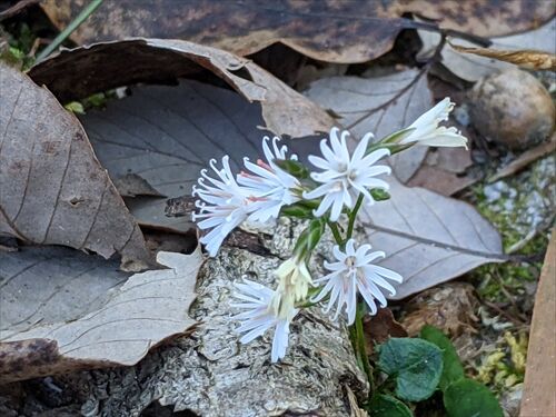 紅葉 どうよう 四王寺山 勝手に花言葉 徒然なるままに
