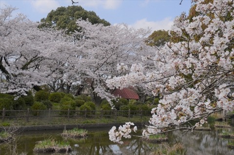 桜(花立山20210323)No0006_R