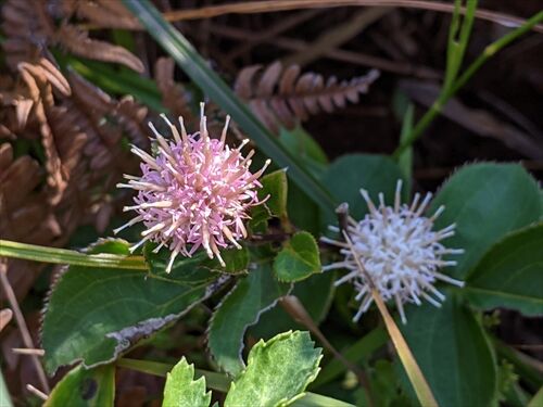 花とサツマイモ 上段の野 勝手に花言葉 徒然なるままに
