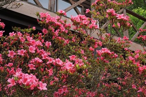 心に強く訴えるミヤマ キリシマ 花 言葉 すべての美しい花の画像 心に強く訴えるミヤマ キリシマ 花 言葉 すべての美しい花の画像
