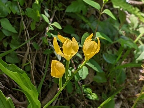 蕾みの作礼山 飛べ 勝手に花言葉 徒然なるままに