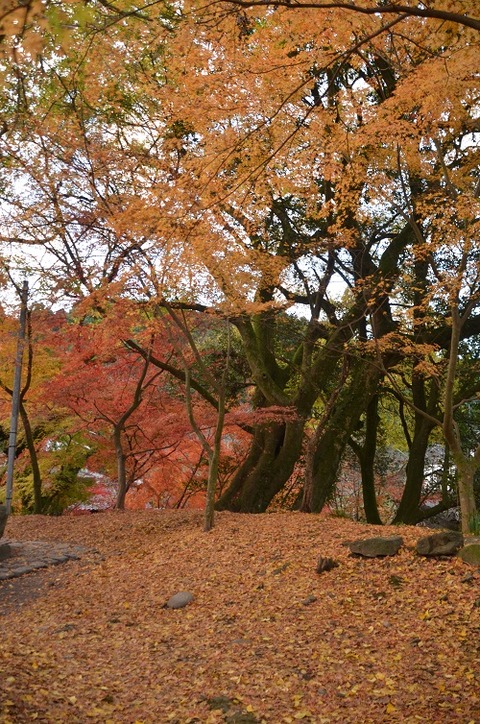 紅葉(秋月20191130)No0012