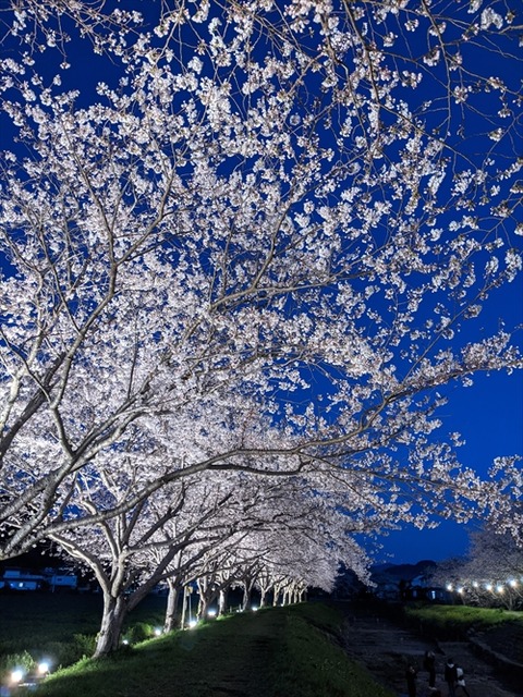 桜(草場川20210322)No8_R