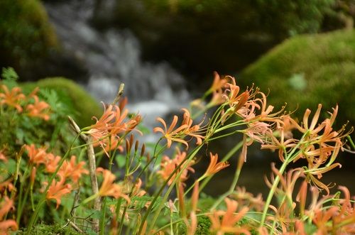 猪の瀬戸湿原 オオキツネノカミソリ 勝手に花言葉 徒然なるままに 猪の瀬戸湿原 オオキツネノカミソリ 勝手に花言葉 徒然なるままに