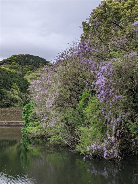 樫原湿原20210404No3_R