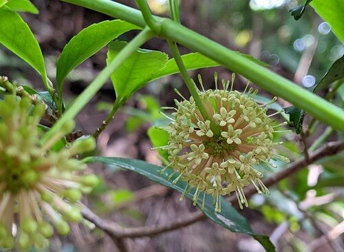 ひっかけちゃうぞ 四王寺山 勝手に花言葉 徒然なるままに