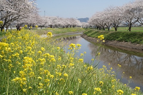 桜(草場川2018)2