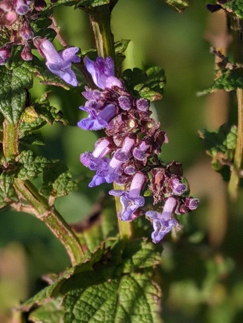 ブリブリウメちゃん 平尾台 勝手に花言葉 徒然なるままに