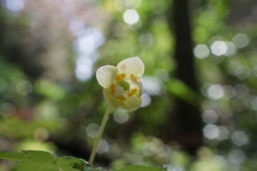勝手に花言葉 徒然なるままに 年03月30日