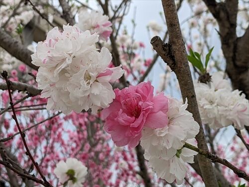 筑豊対決 桜 Vs 桃 勝手に花言葉 徒然なるままに 筑豊対決 桜 Vs 桃 勝手に花言葉 徒然なるままに