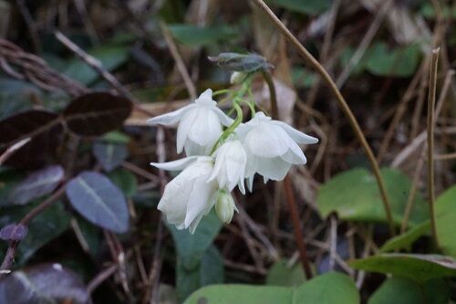 綾部 春の花まつり アマナ バイカイカリソウetc 勝手に花言葉 徒然なるままに