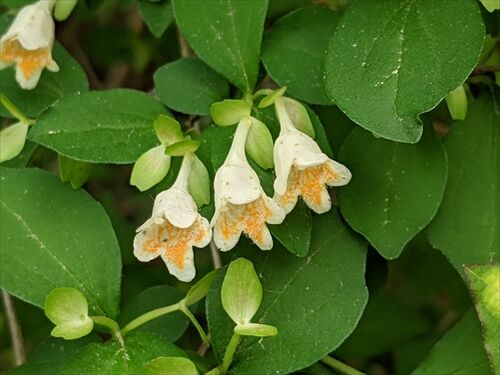 蕾みの作礼山 飛べ 勝手に花言葉 徒然なるままに