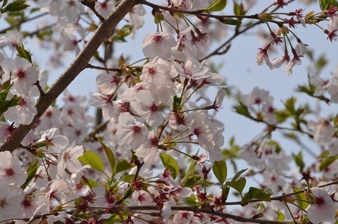 帯隈桜2