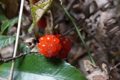 フユイチゴ 勝手に花言葉 徒然なるままに