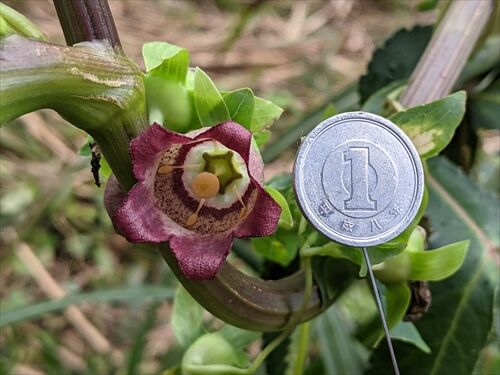 爺婆考 基山 勝手に花言葉 徒然なるままに