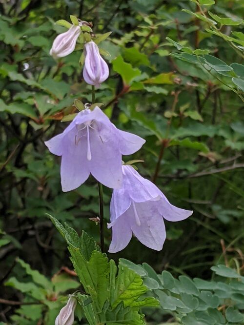 白岩山 キレンゲショウマ花盛 勝手に花言葉 徒然なるままに